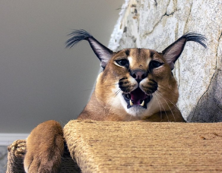 Каракал маленький мяукает