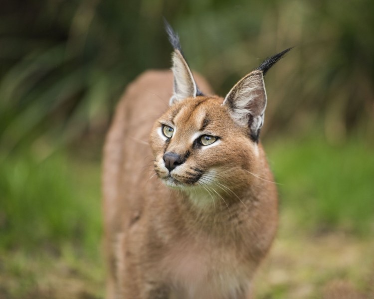 Каракал альбинос