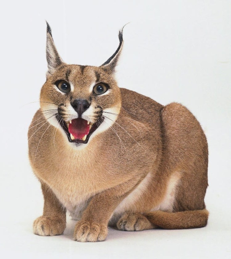 Каракал сервал и Рысь