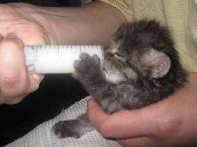 Смесь для котят 1 месяц