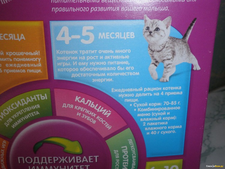 Котёнок пьющий молоко мес