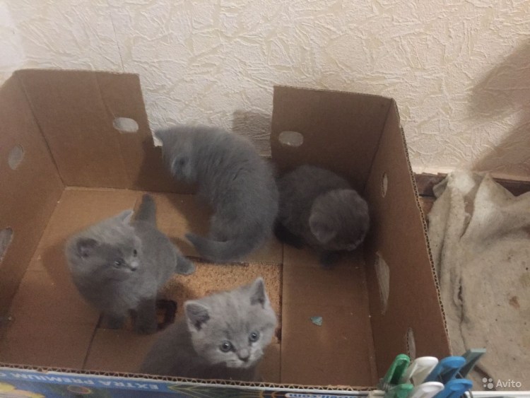Выкармливание котят