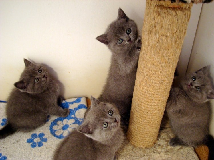 Брид класс у кошек