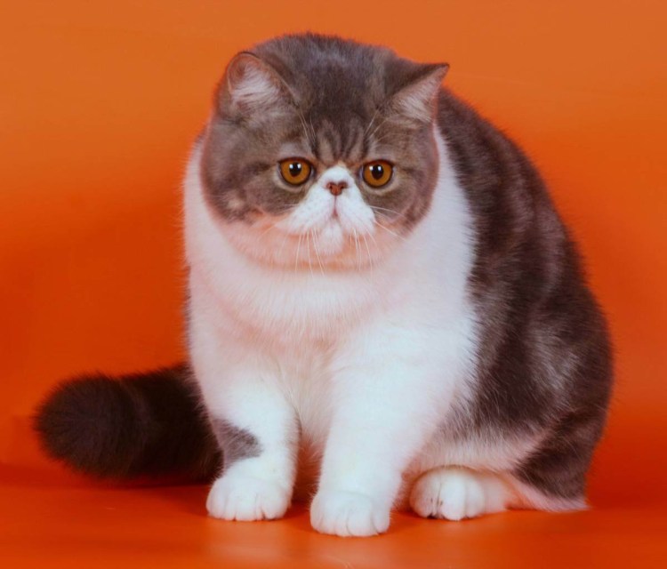 Коты экзоты