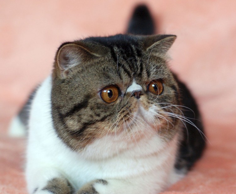 Порода кошек с большими глазами Снупи