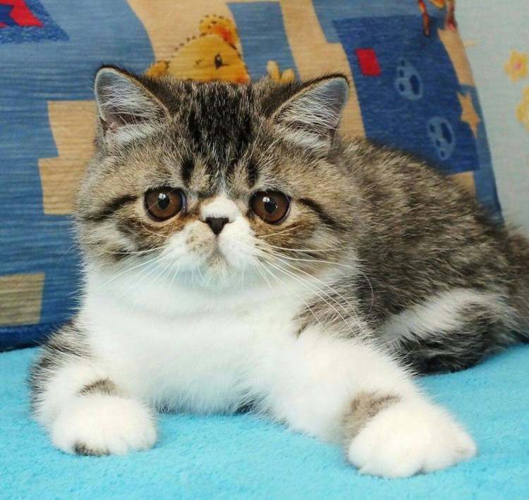 Фото экзота белый с рыжими ушками и хвостиком