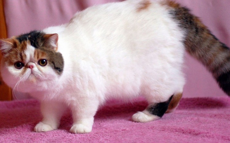 Экзот Снупи