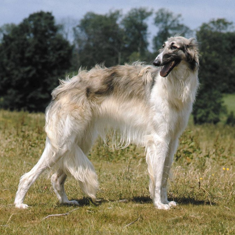 Русская псовая борзая волкодав