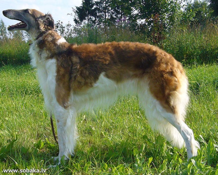 Порода псовая борзая