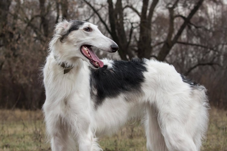 Русская гончая борзая