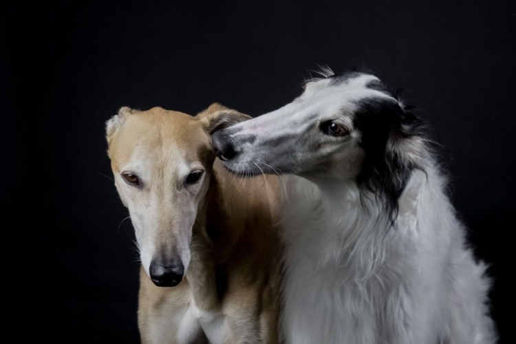 Сибирская борзая гончая