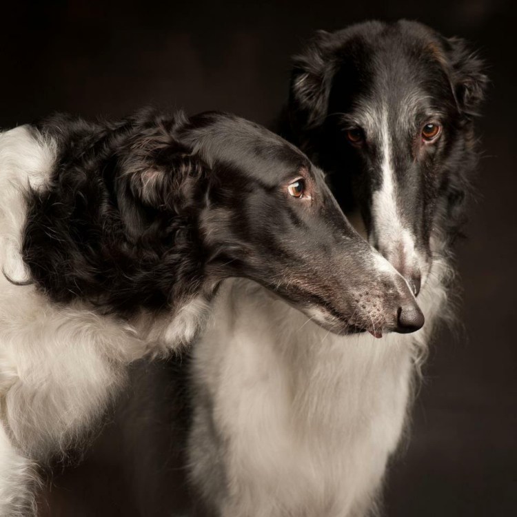 Борзая порода салюки