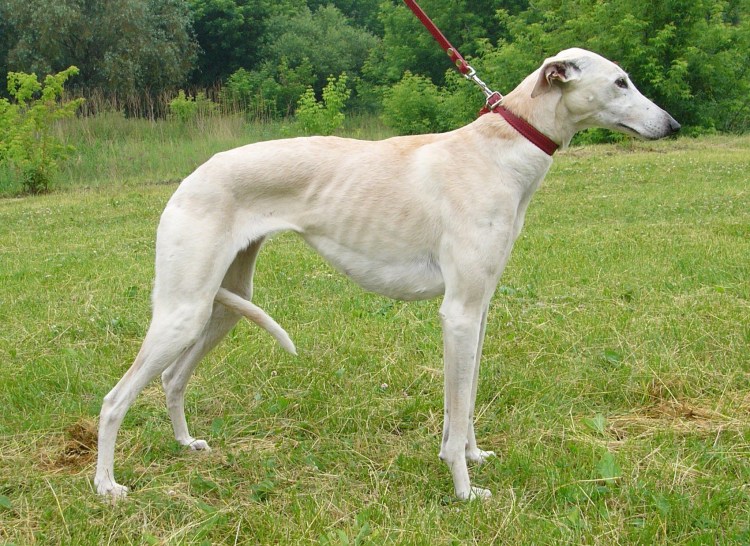 Гончая псовая борзая