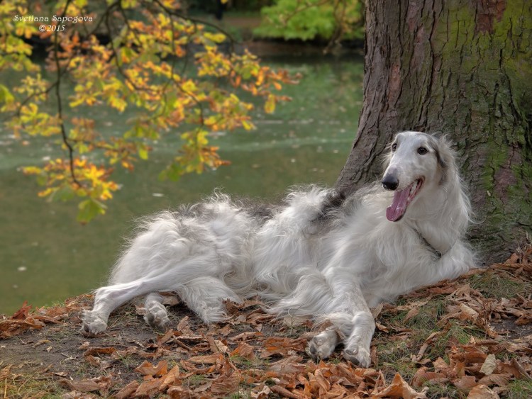 Русская псовая борзая волкодав