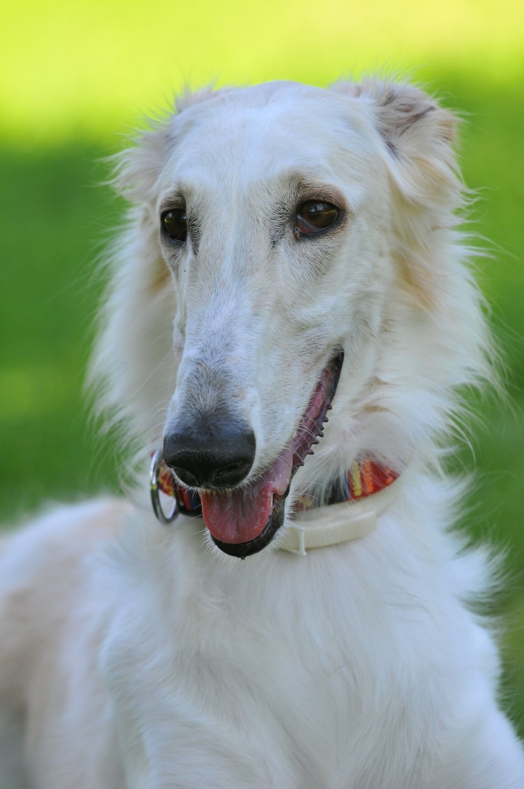 Гончая псовая борзая