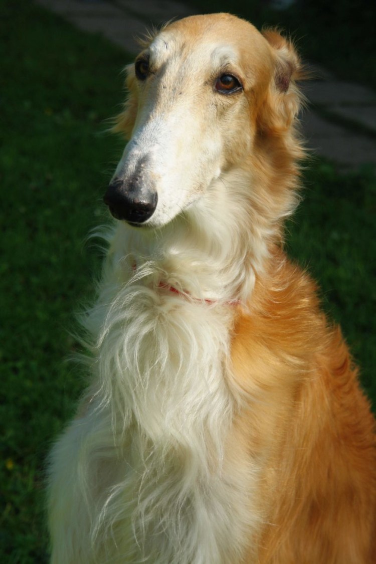 Псовая борзая