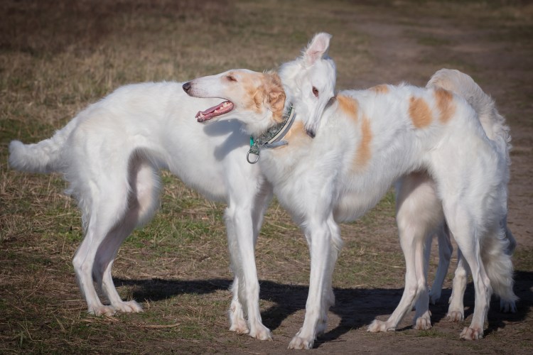 Русская гончая борзая