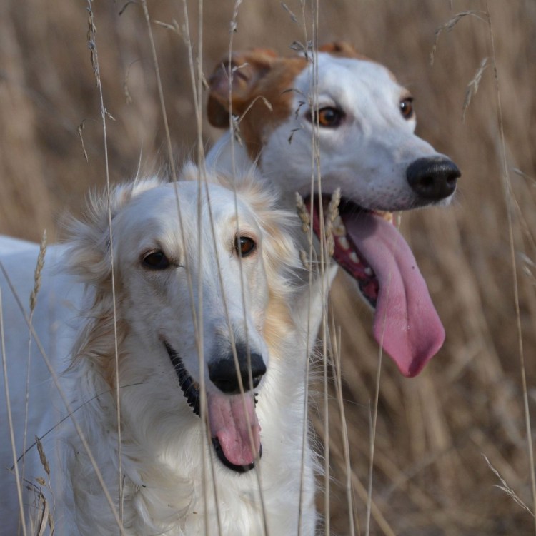 Русская гончая борзая