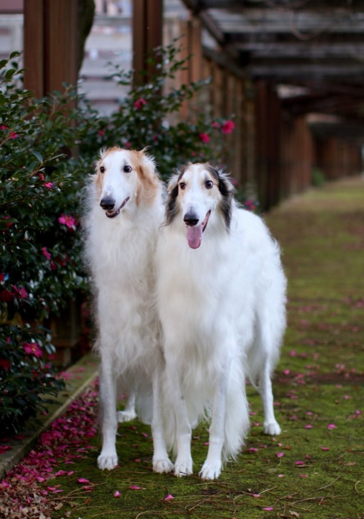 Гончая салюки