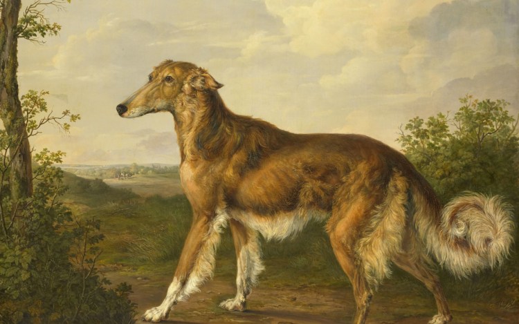 Русская гончая борзая