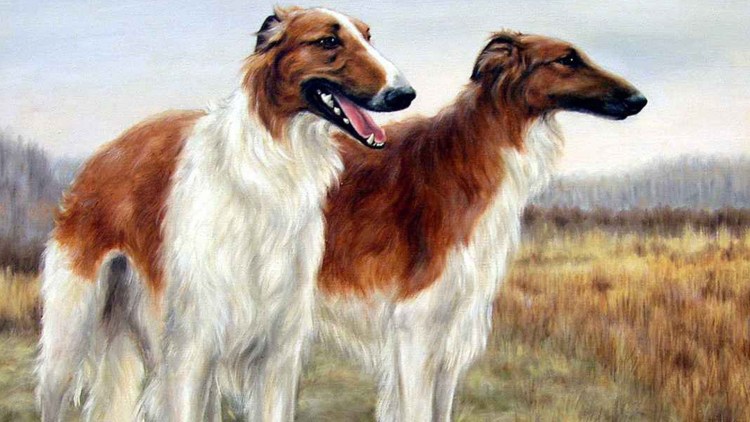 Гончая псовая борзая