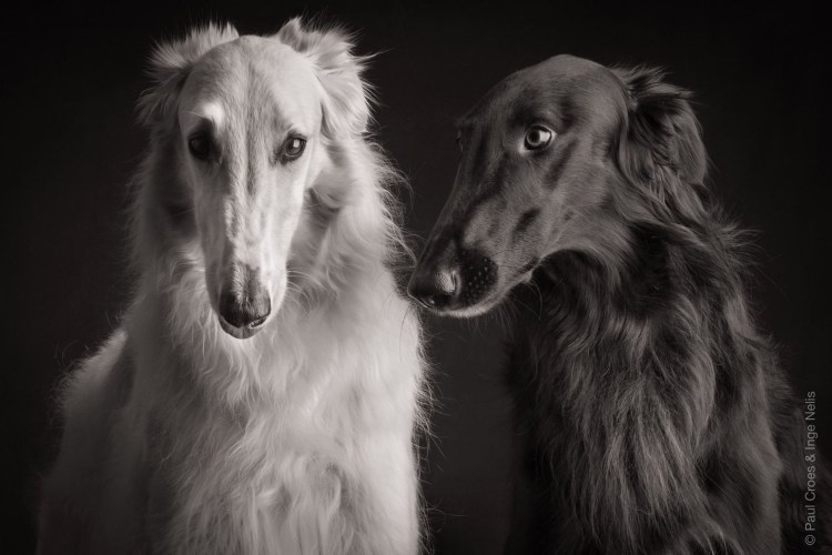 Порода хортая борзая