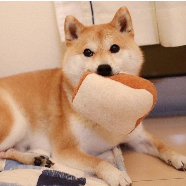 Шиба ину Йоши