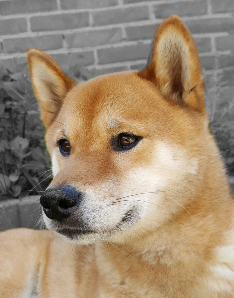 Шиба ину Йоши