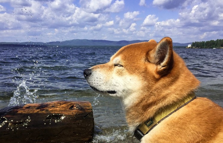 Шиба ину Йоши шибер