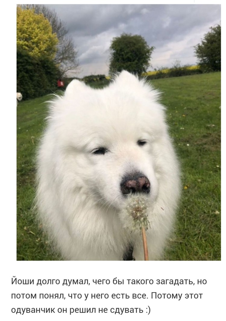 Йоши и Лео шип