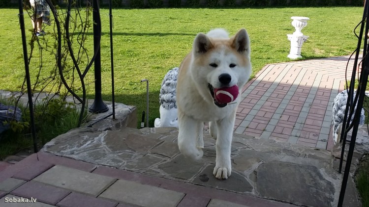 Собака лиса сиба ину