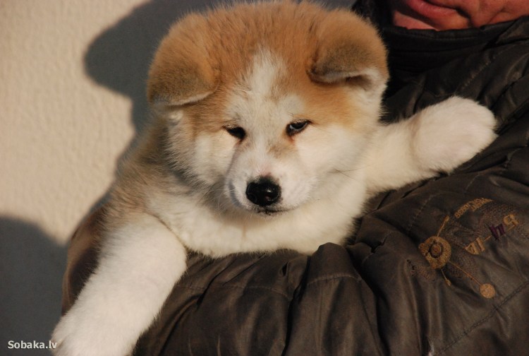 Собака сиба ину и Акита ину