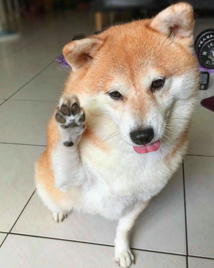 Шиба ину Йоши