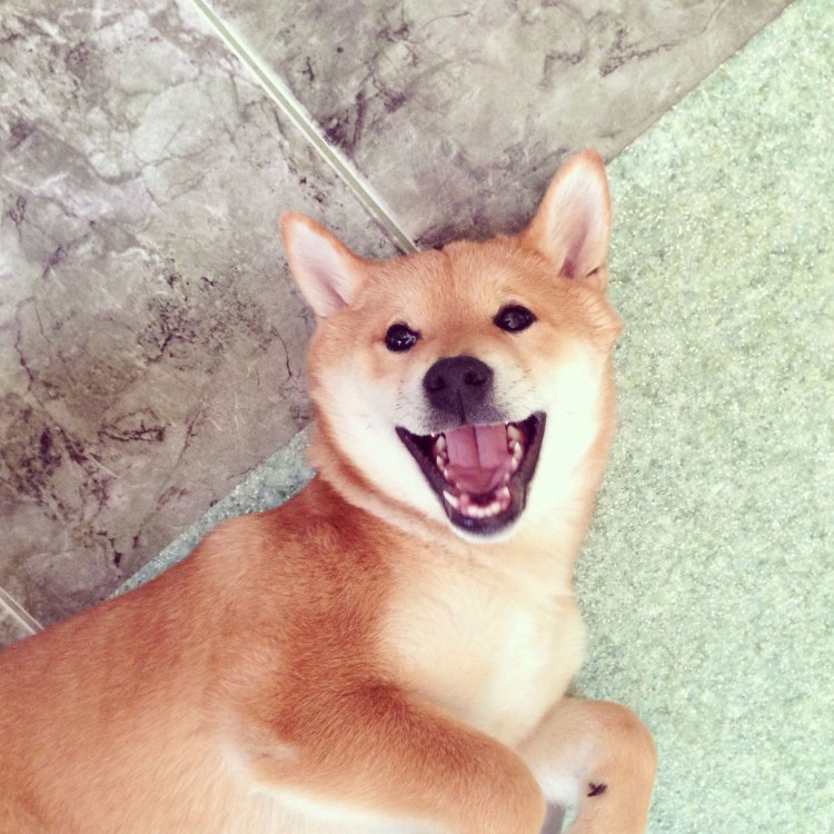 Шиба ину Йоши