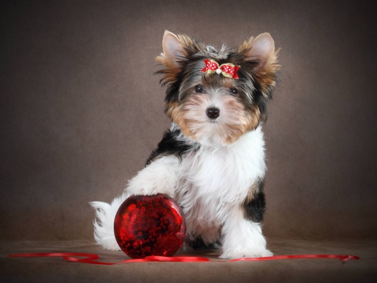 Биверёркш рский терьер