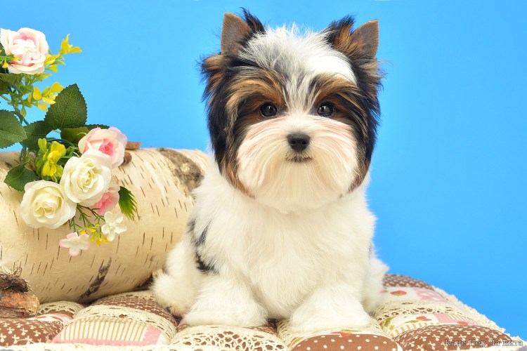 Бивер-Йоркширский терьер черный