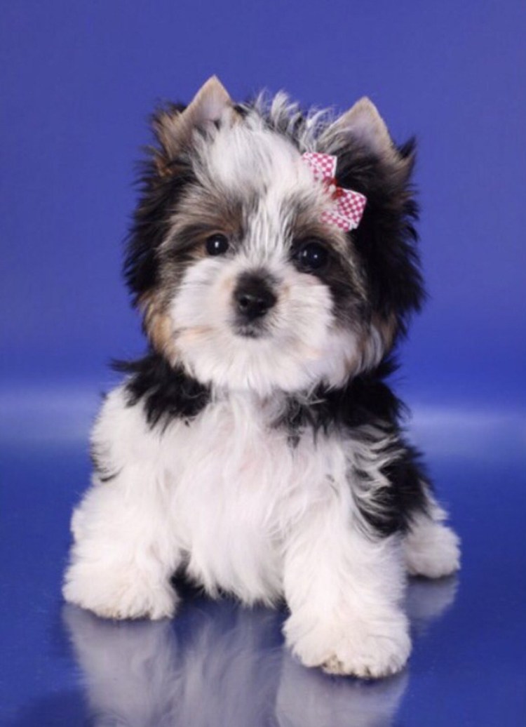 Биберекширский терьер