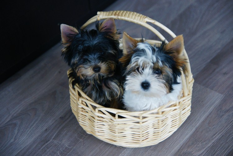 Биллер Йоркширский терьер