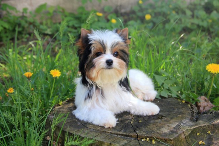 Бивер-Йоркширский терьер белый