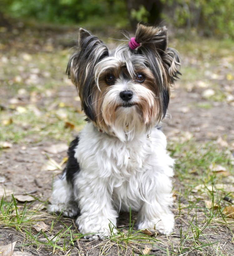 Бивереркширский терьер