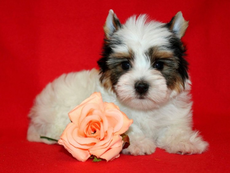 Бивер-Йоркширский терьер черный