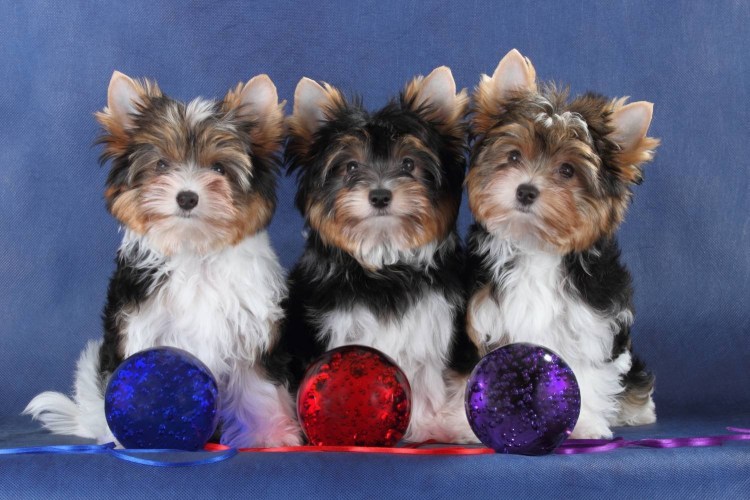 Бивереркширский терьер