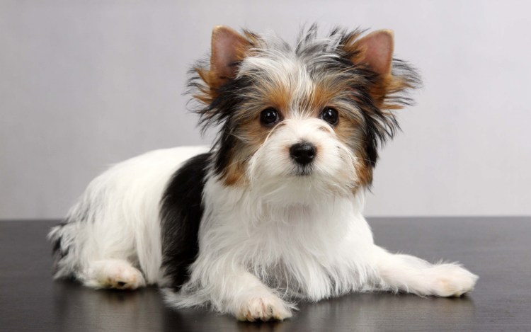 Бивер Йорк терьер