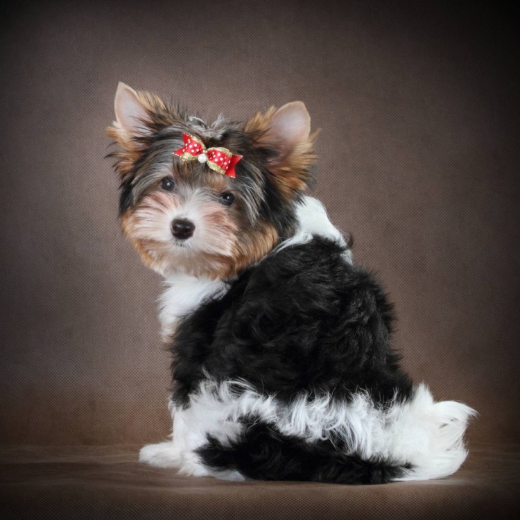 Биллер Йоркширский терьер