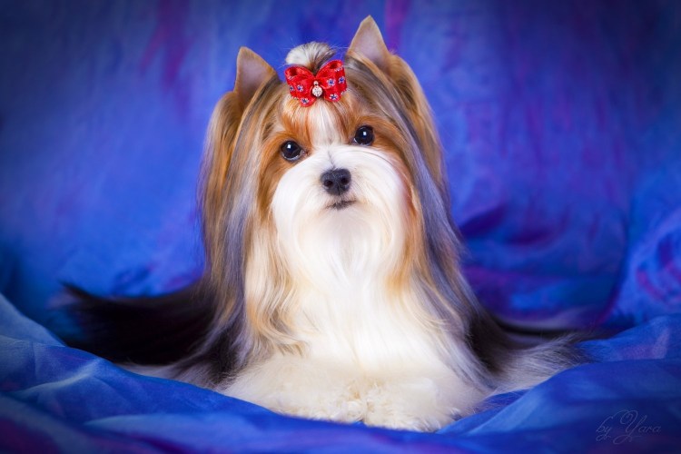 Порода собак Бивер Йорк