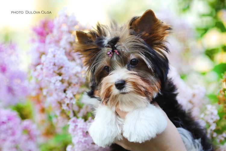 Бивер-Йоркширский терьер черный