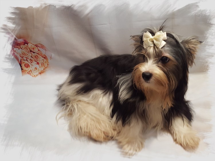 Собачки Бивер Йорк