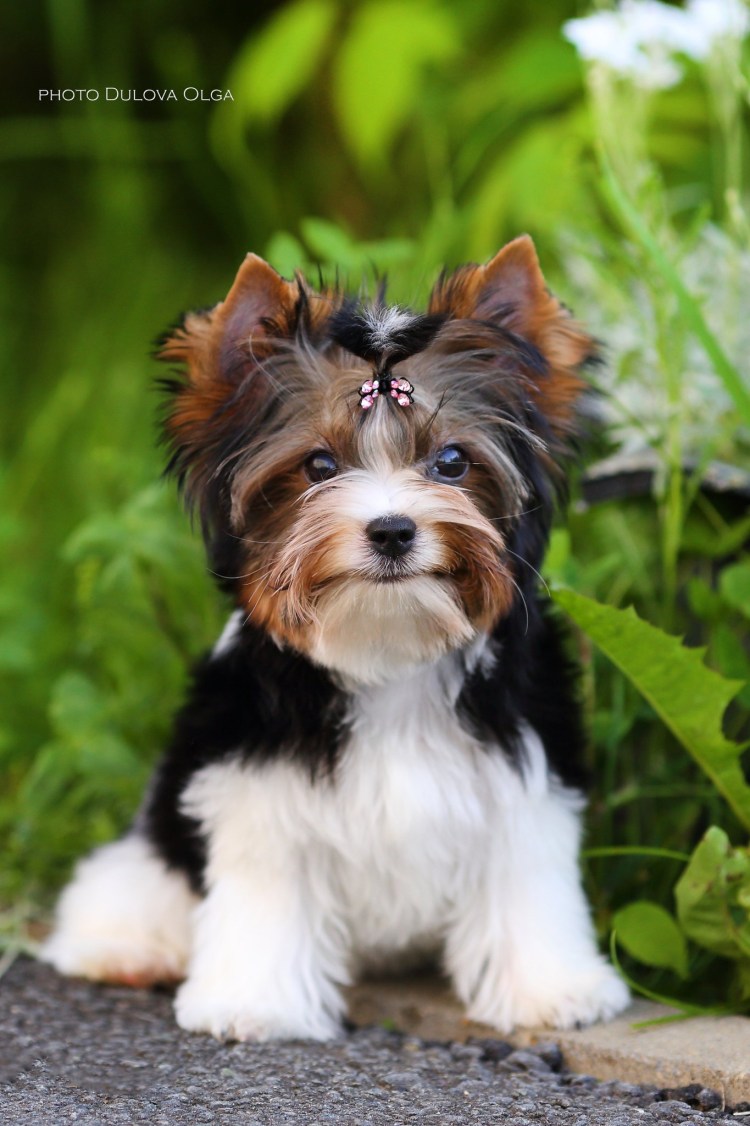 Порода собак Бивер Йорк