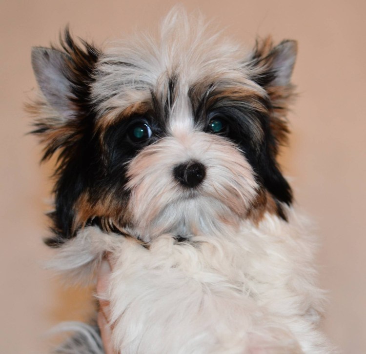 Йоркширский терьер Бивер трёхцветный