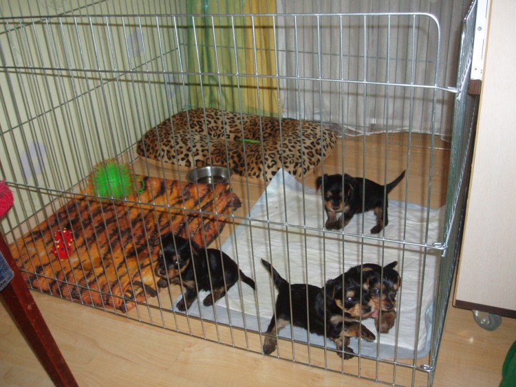 Будка своими руками